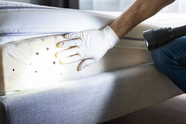 Best Wasp Removal Services  in Mechanicstown, NY
