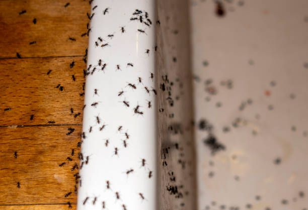 Best Pest Inspection Near Me  in Mechanicstown, NY