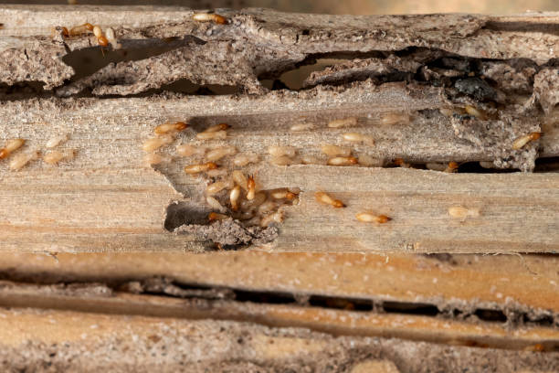 Best Best Pest Control Companies  in Mechanicstown, NY
